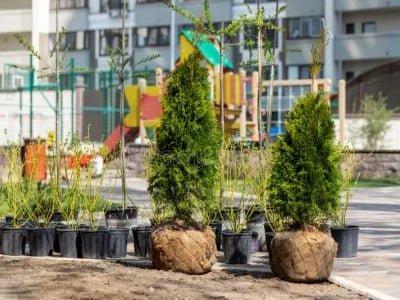 Kugelamberbaum oder Kugel Trompetenbaum – Welche Baumart passt zu Ihnen?