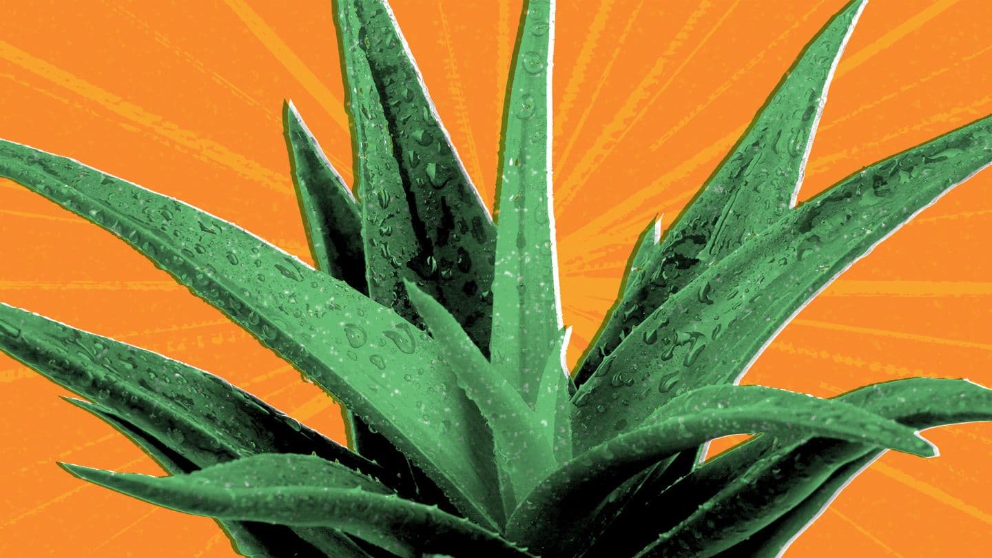 Unabhängiger Distributor von Forever Living Products: Aloe First als täglicher Begleiter