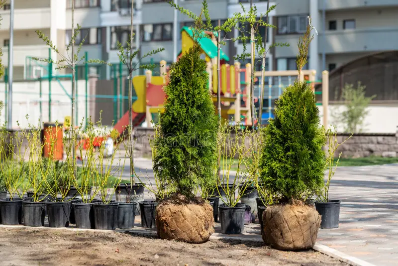 Kugelamberbaum oder Kugel Trompetenbaum – Welche Baumart passt zu Ihnen?