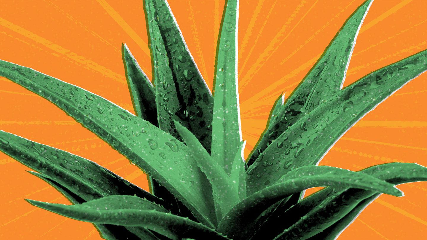 Unabhängiger Distributor von Forever Living Products: Aloe First als täglicher Begleiter